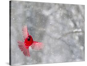 Male Cardinal With Wings Spread, Indianapolis, Indiana, USA-Wendy Kaveney-Stretched Canvas