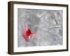 Male Cardinal With Wings Spread, Indianapolis, Indiana, USA-Wendy Kaveney-Framed Photographic Print