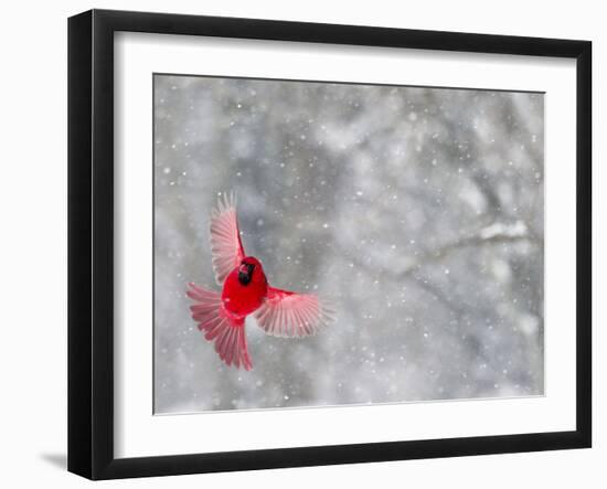 Male Cardinal With Wings Spread, Indianapolis, Indiana, USA-Wendy Kaveney-Framed Photographic Print