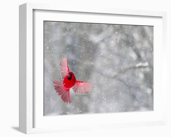 Male Cardinal With Wings Spread, Indianapolis, Indiana, USA-Wendy Kaveney-Framed Photographic Print