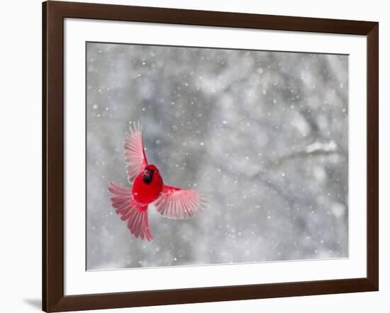 Male Cardinal With Wings Spread, Indianapolis, Indiana, USA-Wendy Kaveney-Framed Photographic Print