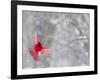 Male Cardinal With Wings Spread, Indianapolis, Indiana, USA-Wendy Kaveney-Framed Photographic Print