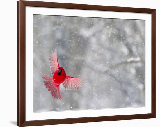 Male Cardinal With Wings Spread, Indianapolis, Indiana, USA-Wendy Kaveney-Framed Photographic Print