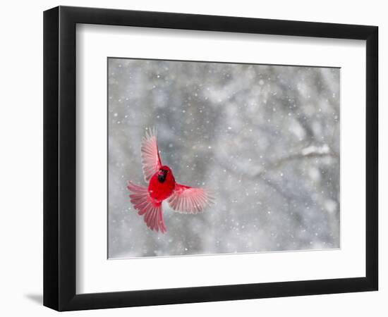 Male Cardinal With Wings Spread, Indianapolis, Indiana, USA-Wendy Kaveney-Framed Photographic Print