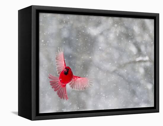 Male Cardinal With Wings Spread, Indianapolis, Indiana, USA-Wendy Kaveney-Framed Stretched Canvas