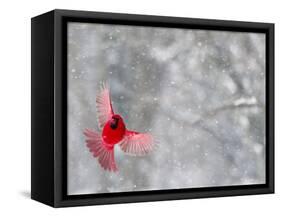 Male Cardinal With Wings Spread, Indianapolis, Indiana, USA-Wendy Kaveney-Framed Stretched Canvas