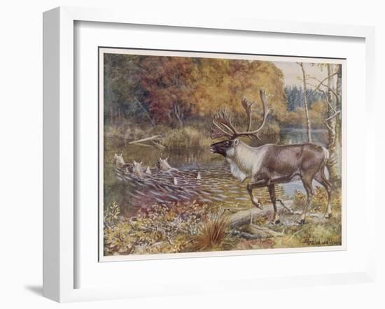 Male Caribou Watches Females Swim Across a River-E. Calawell-Framed Art Print