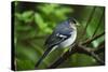 Male Chaffinch (Fringilla Coelebs) on Branch, Los Tilos Np, La Palma, Canary Islands, Spain, March-Relanzón-Stretched Canvas