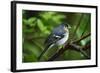 Male Chaffinch (Fringilla Coelebs) on Branch, Los Tilos Np, La Palma, Canary Islands, Spain, March-Relanzón-Framed Photographic Print