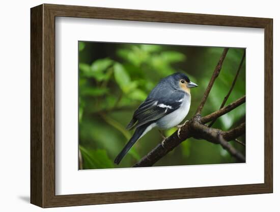 Male Chaffinch (Fringilla Coelebs) on Branch, Los Tilos Np, La Palma, Canary Islands, Spain, March-Relanzón-Framed Photographic Print