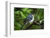 Male Chaffinch (Fringilla Coelebs) on Branch, Los Tilos Np, La Palma, Canary Islands, Spain, March-Relanzón-Framed Photographic Print
