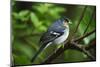 Male Chaffinch (Fringilla Coelebs) on Branch, Los Tilos Np, La Palma, Canary Islands, Spain, March-Relanzón-Mounted Photographic Print