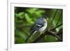 Male Chaffinch (Fringilla Coelebs) on Branch, Los Tilos Np, La Palma, Canary Islands, Spain, March-Relanzón-Framed Photographic Print