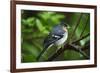 Male Chaffinch (Fringilla Coelebs) on Branch, Los Tilos Np, La Palma, Canary Islands, Spain, March-Relanzón-Framed Photographic Print