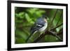 Male Chaffinch (Fringilla Coelebs) on Branch, Los Tilos Np, La Palma, Canary Islands, Spain, March-Relanzón-Framed Photographic Print