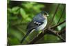 Male Chaffinch (Fringilla Coelebs) on Branch, Los Tilos Np, La Palma, Canary Islands, Spain, March-Relanzón-Mounted Photographic Print