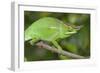 Male Chameleon on Branch-null-Framed Photographic Print