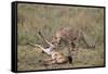 Male Cheetah (Acinonyx Jubatus) Killing a Newborn Blue Wildebeest (Brindled Gnu) Calf-James Hager-Framed Stretched Canvas