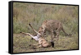 Male Cheetah (Acinonyx Jubatus) Killing a Newborn Blue Wildebeest (Brindled Gnu) Calf-James Hager-Framed Stretched Canvas