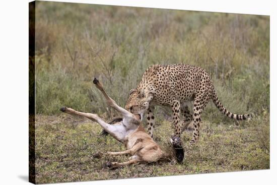 Male Cheetah (Acinonyx Jubatus) Killing a Newborn Blue Wildebeest (Brindled Gnu) Calf-James Hager-Stretched Canvas