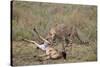 Male Cheetah (Acinonyx Jubatus) Killing a Newborn Blue Wildebeest (Brindled Gnu) Calf-James Hager-Stretched Canvas