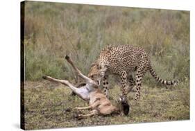 Male Cheetah (Acinonyx Jubatus) Killing a Newborn Blue Wildebeest (Brindled Gnu) Calf-James Hager-Stretched Canvas