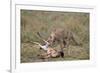 Male Cheetah (Acinonyx Jubatus) Killing a Newborn Blue Wildebeest (Brindled Gnu) Calf-James Hager-Framed Photographic Print