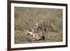 Male Cheetah (Acinonyx Jubatus) Killing a Newborn Blue Wildebeest (Brindled Gnu) Calf-James Hager-Framed Photographic Print