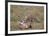 Male Cheetah (Acinonyx Jubatus) Killing a Newborn Blue Wildebeest (Brindled Gnu) Calf-James Hager-Framed Photographic Print