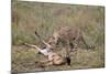 Male Cheetah (Acinonyx Jubatus) Killing a Newborn Blue Wildebeest (Brindled Gnu) Calf-James Hager-Mounted Photographic Print