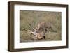 Male Cheetah (Acinonyx Jubatus) Killing a Newborn Blue Wildebeest (Brindled Gnu) Calf-James Hager-Framed Photographic Print