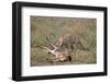 Male Cheetah (Acinonyx Jubatus) Killing a Newborn Blue Wildebeest (Brindled Gnu) Calf-James Hager-Framed Photographic Print