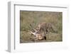 Male Cheetah (Acinonyx Jubatus) Killing a Newborn Blue Wildebeest (Brindled Gnu) Calf-James Hager-Framed Photographic Print