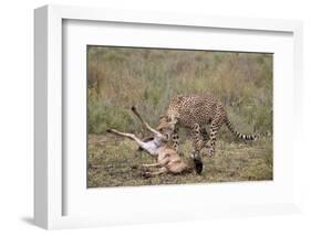 Male Cheetah (Acinonyx Jubatus) Killing a Newborn Blue Wildebeest (Brindled Gnu) Calf-James Hager-Framed Photographic Print