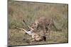 Male Cheetah (Acinonyx Jubatus) Killing a Newborn Blue Wildebeest (Brindled Gnu) Calf-James Hager-Mounted Photographic Print