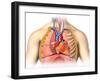 Male Chest Anatomy of Thorax with Heart, Veins, Arteries and Lungs-null-Framed Art Print