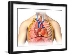 Male Chest Anatomy of Thorax with Heart, Veins, Arteries and Lungs-null-Framed Art Print