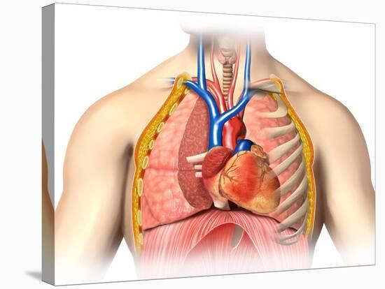 Male Chest Anatomy of Thorax with Heart, Veins, Arteries and Lungs-null-Stretched Canvas