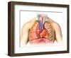 Male Chest Anatomy of Thorax with Heart, Veins, Arteries and Lungs-null-Framed Art Print