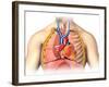 Male Chest Anatomy of Thorax with Heart, Veins, Arteries and Lungs-null-Framed Art Print
