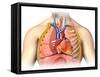 Male Chest Anatomy of Thorax with Heart, Veins, Arteries and Lungs-null-Framed Stretched Canvas