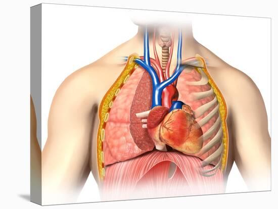 Male Chest Anatomy of Thorax with Heart, Veins, Arteries and Lungs-null-Stretched Canvas
