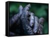 Male Chimpanzee Clasps His Foot, Gombe National Park, Tanzania-Kristin Mosher-Framed Stretched Canvas