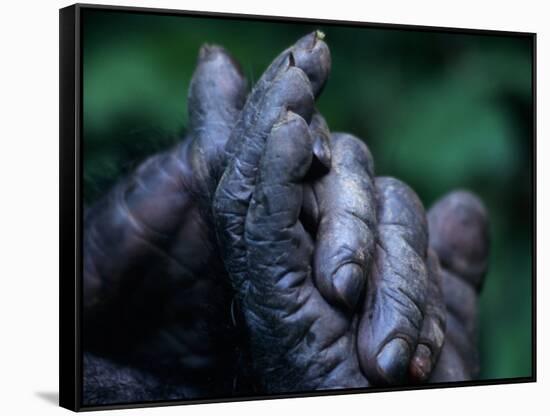 Male Chimpanzee Clasps His Foot, Gombe National Park, Tanzania-Kristin Mosher-Framed Stretched Canvas