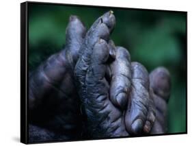 Male Chimpanzee Clasps His Foot, Gombe National Park, Tanzania-Kristin Mosher-Framed Stretched Canvas