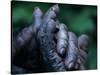 Male Chimpanzee Clasps His Foot, Gombe National Park, Tanzania-Kristin Mosher-Stretched Canvas