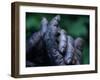 Male Chimpanzee Clasps His Foot, Gombe National Park, Tanzania-Kristin Mosher-Framed Photographic Print