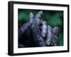 Male Chimpanzee Clasps His Foot, Gombe National Park, Tanzania-Kristin Mosher-Framed Photographic Print