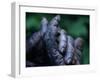 Male Chimpanzee Clasps His Foot, Gombe National Park, Tanzania-Kristin Mosher-Framed Photographic Print