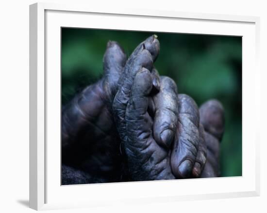 Male Chimpanzee Clasps His Foot, Gombe National Park, Tanzania-Kristin Mosher-Framed Photographic Print